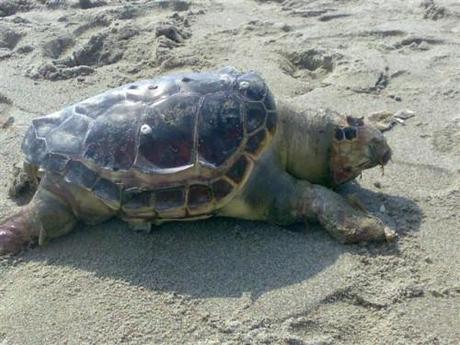 Trovata morta una tartaruga a Marina di Pisticci