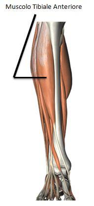 Muscolo TIBIALE anteriore