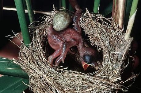 IL CUCULO E L’UOMO CUCULO ovvero QUANDO ESSERE PARASSITI E’ UN ARTE