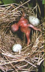 IL CUCULO E L’UOMO CUCULO ovvero QUANDO ESSERE PARASSITI E’ UN ARTE