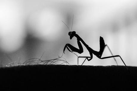 Praying Mantis - Lawn mower by TeryKats, on Flickr