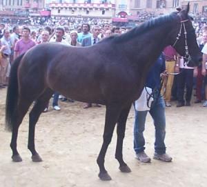 Palio dell’Assunta, le migliori linee di sangue sono di Sardegna