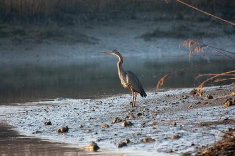 Delta del Po birdwatching