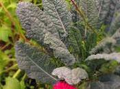 orto decorativo agosto