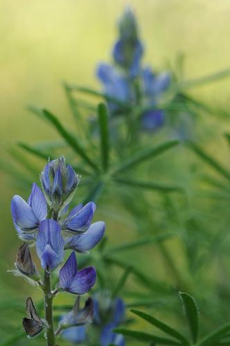 lupinus angustifolius by Lidia Zitara