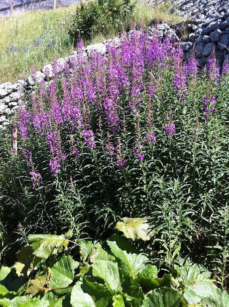 MONT CENIS UN GIARDINO ALPINO