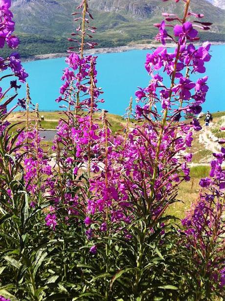 MONT CENIS UN GIARDINO ALPINO