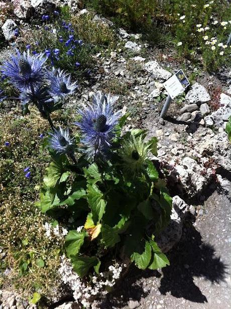 MONT CENIS UN GIARDINO ALPINO