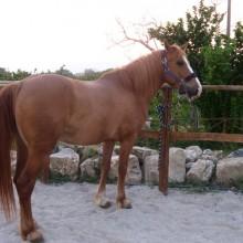 Marina di Grosseto 19 cavalli nel rogo del maneggio