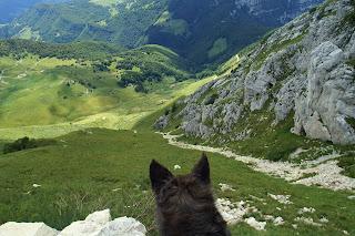 Agility dog