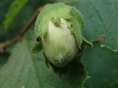 Nocciola Marche