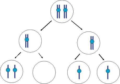 Esercizi di genetica: sindrome di Down, un approfondimento