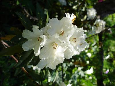 Rododendro (Rhododendron)