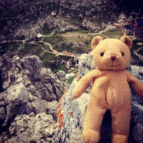 Rosengarten - Un orso in Trentino