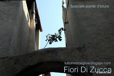 Fiori di Zucca - Dossier Speciale - Le piante d'altura.