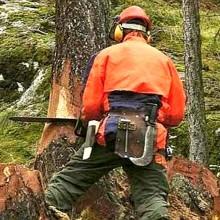 Colpito da un albero mentre ne segnalava il pericolo Muore Remo D’Ortona