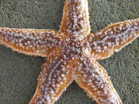 PATTERNPRINTS JOURNAL IN VACANZA / PATTERNS DI STELLE MARINE DA PINTEREST.COM