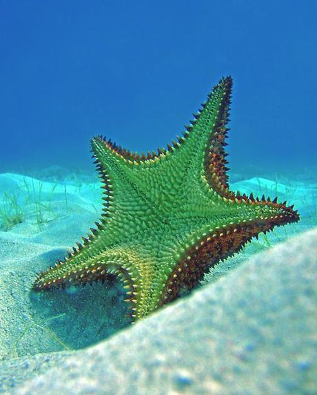 PATTERNPRINTS JOURNAL IN VACANZA / PATTERNS DI STELLE MARINE DA PINTEREST.COM