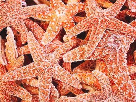 PATTERNPRINTS JOURNAL IN VACANZA / PATTERNS DI STELLE MARINE DA PINTEREST.COM