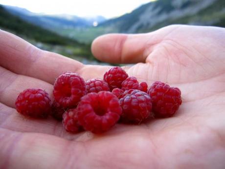 Frutti di bosco