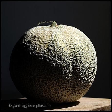 melone retato