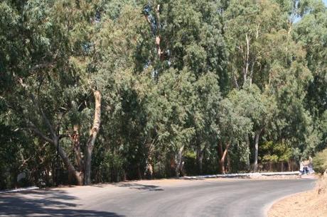 Leros, l’isola che profuma di eucalyptus