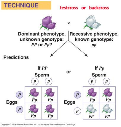 Esercizi di genetica 18: i porcellini d'India ci aiutano a capire le leggi di Mendel ed il test cross