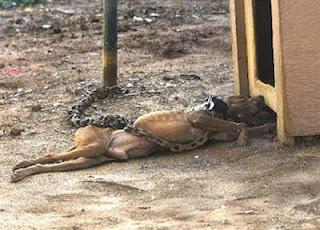 PADRONI PARTONO PER LE VACANZE, CANE MUORE DI FAME E DI SETE