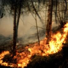 Calabria un unico incendio Nuove fiamme sulla Sila