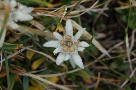 Piante officinali