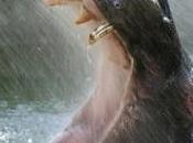 Lucifero Anche animali soffrono caldo Gelati Bioparco Roma