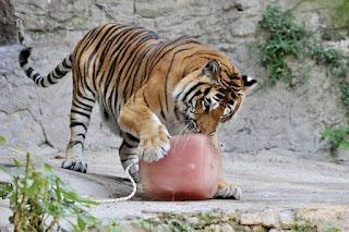 Tanto ghiaccio per gli animali dello Zoo di Roma!