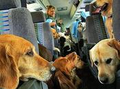 Viaggiare propri animali domestici Barcellona rispettando norme spagnole