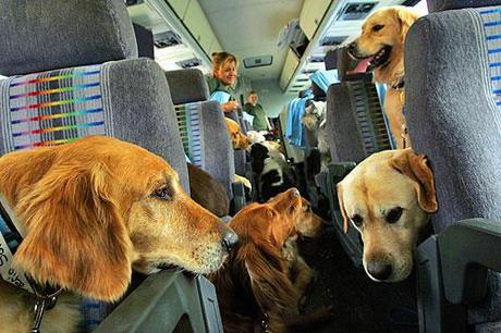 viaggiare con <b></div>animali</b> <b>domestici</b> barcellona