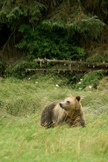 Più bear che knitting