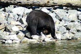 Più bear che knitting