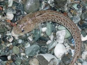 Punto da una tracina raggiunge il porto a nuoto