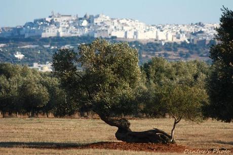 Una passeggiata tra gli ulivi • Une promenade dans les oliviers