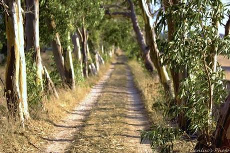 Una passeggiata tra gli ulivi • Une promenade dans les oliviers