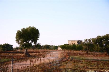 Una passeggiata tra gli ulivi • Une promenade dans les oliviers