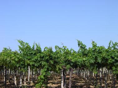 Campania e Sicilia: produzione vino al top nel 2012