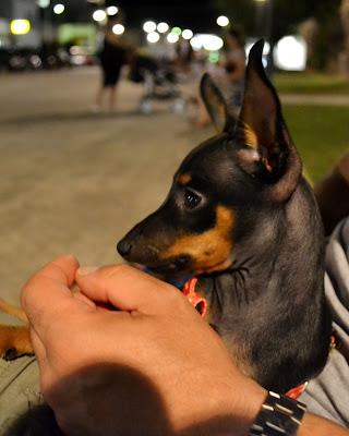 Uscite VIP in compagnia di un cane?