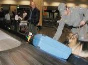 Punta Raisi, denuncia droga