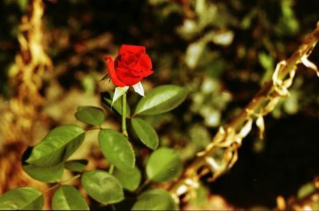 In giardino con Pentax MX e Ferrania Solaris 200