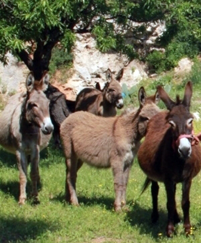 Ambiente – Dalla parte degli animali e degli asini