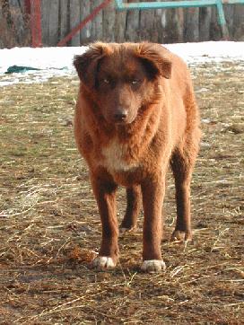 Gli Idan, i primitivi cani dell’Atlas.