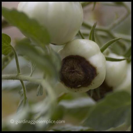 marciume apicale su pomodoro