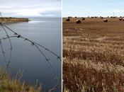 Inspiration Normandy Silver Gold