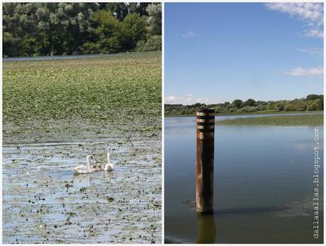 MANTOVA, TEMPO DI FIOR DI LOTO