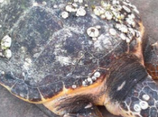 Buone notizie Salento Caretta caretta